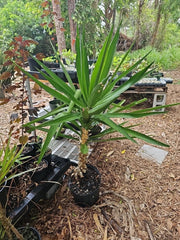 XL Yucca Plant 10" Pot Soft-tip Spineless Gigantea Yucca Elephantipes Mature Indoor Houseplant