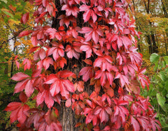 Virginia Creeper Seeds - 30 Pack - Parthenocissus quinquefolia - Fast-Growing Climbing Plant for Garden and Landscape