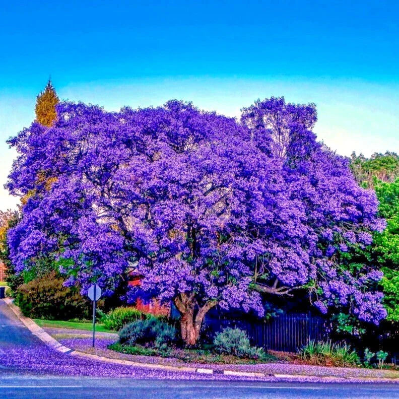 Jacaranda Fern Tree Seeds - Tropical Blue Flowers - Mimosifolia acutifolia