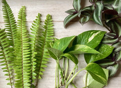 House Plant Variety Pack - 15 Rooted Cuttings - Assorted Indoor Plants - Healthy Plant Cuttings Collection