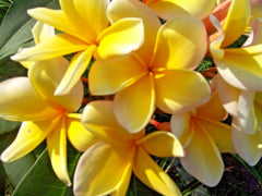 Plumeria Live Cutting - Yellow Tropical Plant - Fragrant Flowering Plant - Plumeria spp.