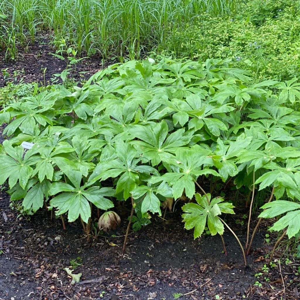 Root 146 XXL Mayapple Rhizomes 5-Pack Bare Root Herb Spring Planting 2025 Podop ...
