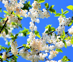 Carolina Silverbell Tree Seeds - 6 Large Seeds Halesia carolina for Planting - Native Tree Seeds