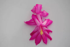 Christmas Cactus Starter Plant - Salsa Dancer - Schlumbergera Truncata - Healthy Well Rooted Small Plant for Home Decor