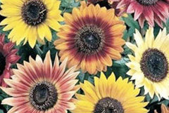 Sunflower Seeds - Autumn Beauty Mix - 35 Seeds - Helianthus annuus Variety