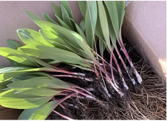 Wild Leeks Bulbs - 3 Organic Bare Roots for Planting - Allium tricoccum - Easy Garden Addition, Low Light Tolerance