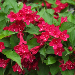 Red Weigela Plant 4' Pot Deciduous Shrub Red Flowers Weigela florida 6-12" Height Hummingbird Friendly Low-Maintenance