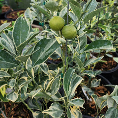 Variegated Cara Cara Navel Orange Cuttings - 3 Fresh Citrus Cuttings, No Roots - Citrus x sinensis
