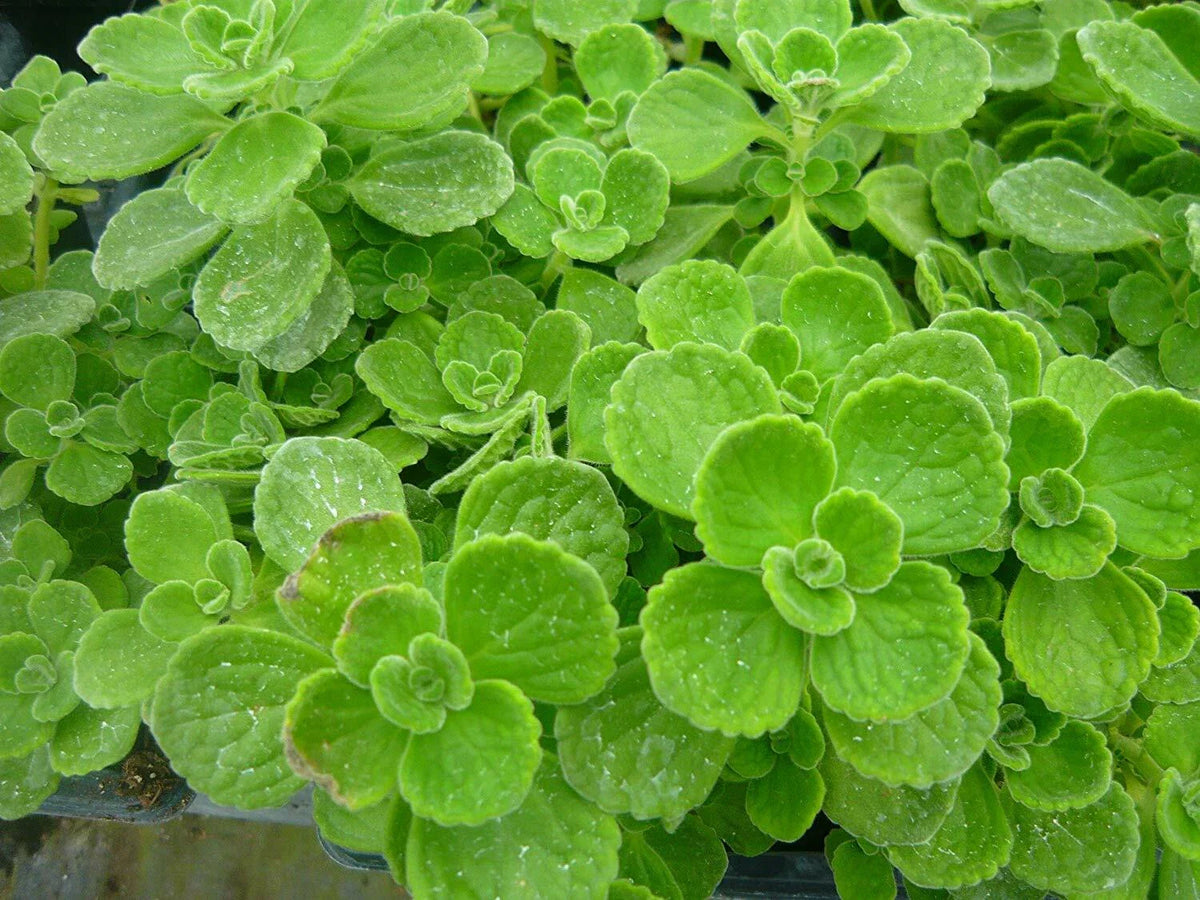 Vicks Plant Set of 2 Starter Plants - Plectranthus Tomentosa - Medicinal Houseplant - Aromatic Leaves - Free Shipping