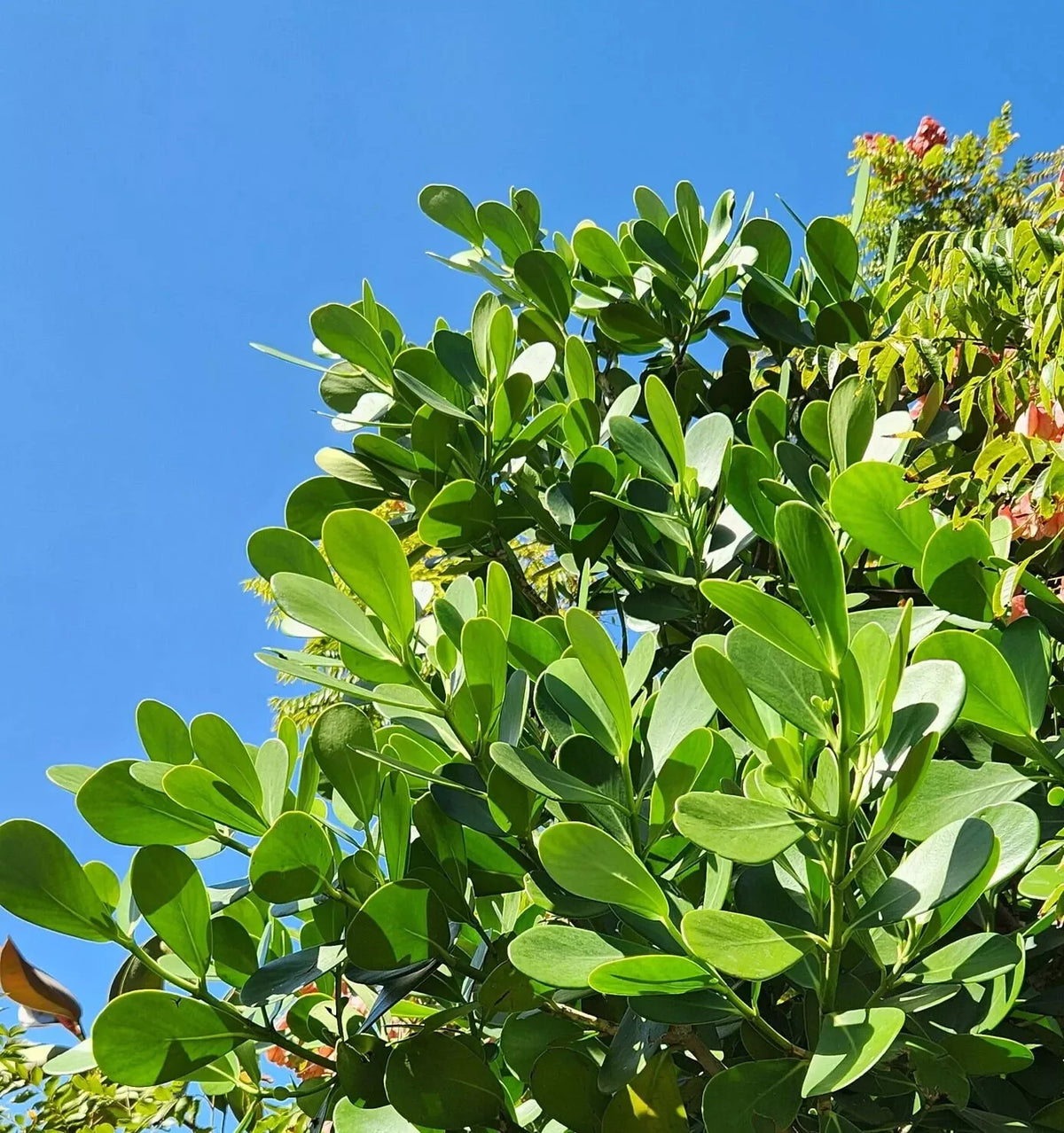 clusia indoor plant Clusia Rosea Autograph Tree - Small Rooted Starter Plant