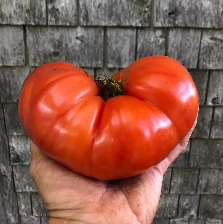Giant Beefsteak Tomato Seeds - Heirloom Organic Non-GMO - 120+ Seeds - Perfect for Home Gardening - Solanum lycopersicum