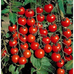 Cherry Tomato Seeds - Super Sweet Large - Heirloom Non-GMO - 100+ Rare Seeds - Perfect for Home Gardening