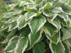 Hosta Roots - 3 Patriot Variegated Plants - Green with White Edges - Hosta plantaginea