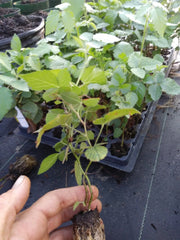 Thornless Blackberry Plants 72" Sweetie Pie Variety Non-GMO Rubus fruticosus Pesticide-Free Edible Fruit, Zones 6-11