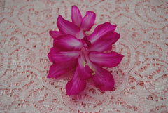 Christmas Cactus Starter Plant - Bristol Beauty - Healthy Well-Rooted Schlumbergera Truncata