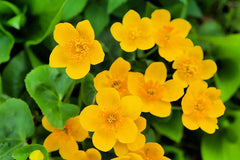Marsh Marigold Seeds 50 Count Open Pollinated Caltha palustris Perennial Flowers for Planting