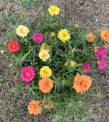 Portulaca Seeds - 100 Organic Moss Rose Mix - Edible Garden Purslane Flowers (Portulaca grandiflora)