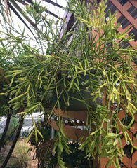 Fresh Cuttings Rhipsalis Edwaldiana Mistletoe Cactus - Indoor Plant Cuttings for Easy Growth