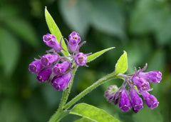 Bocking 14 Comfrey Root Cuttings - Unrooted Cuttings for Gardening (Symphytum x uplandicum)