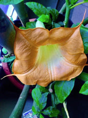Brugmansia Cuttings - 3 Fresh Cuttings - MOBISU - Angel's Trumpet - Brugmansia spp.
