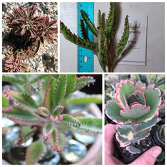 Kalanchoe Lavender Scallop Succulent Cut 4"-6" Bryophyllum Flapjack FangFelt Plant