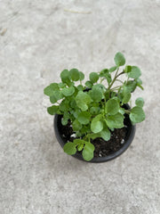 Watercress Live Plant in Pot | Edible Vegetables | Nasturtium officinale - Fresh, Organic, Ready to Plant