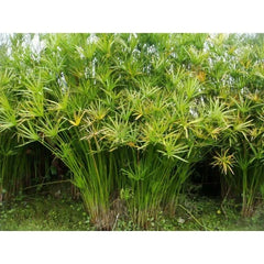 Live Umbrella Palm Plant - Tropical Aquatic Marginal Pond Plant - Cyperus alternifolius