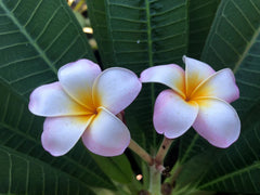 Plumeria Cuttings 9-12" Pali Lookout Variety - Fragrant Tropical Flowering Plant (Plumeria spp.)