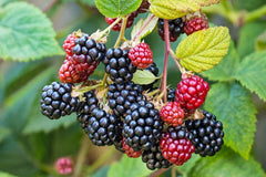 Southern Wild Blackberry Bush Starter Plants - 3 Bare Root Live Plants for Fruit Berries - Rubus argutus