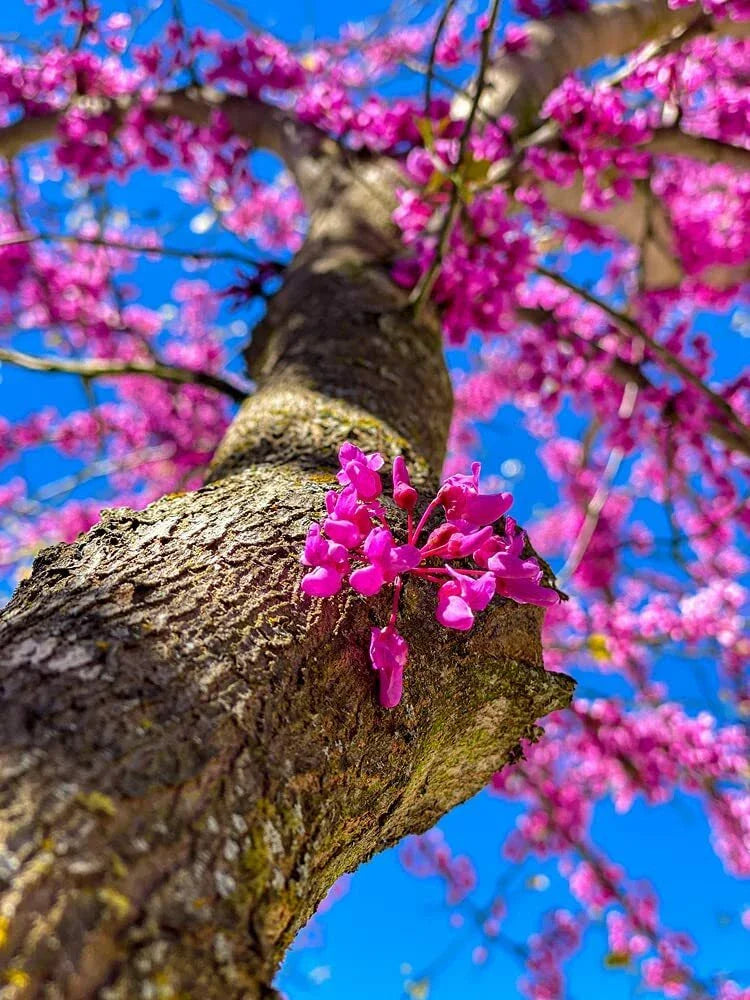 Chinese Redbud Tree Seeds - 40 Count - Exotic Flowering Tree - Cercis chinensis