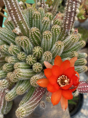 Echinopsis Chamaecereus Peanut Cactus Cuttings (5) - Succulent Plant for Indoor Gardening