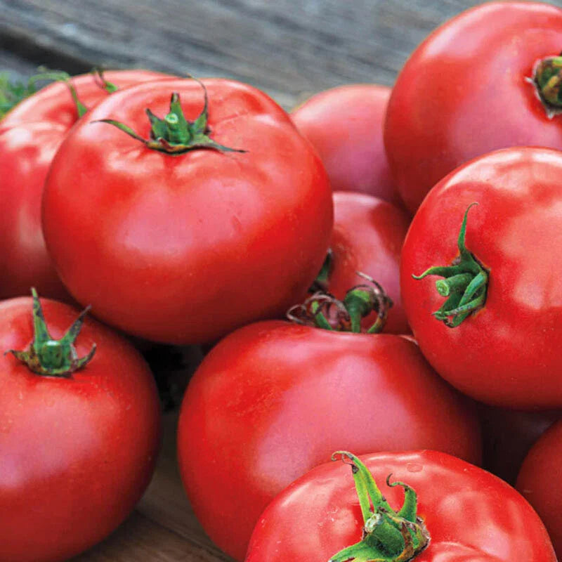 Better Boy Tomato Seeds - Fresh Heirloom Seeds for Garden Planting - Solanum lycopersicum