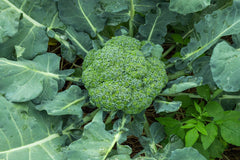 Waltham 29 Broccoli Seeds - Non-GMO Heirloom Variety - Brassica oleracea - Backyard Gardening