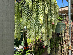 Burro's Tail Succulent Cuttings - Lot of 5 - 4" Cuttings from Mature Plants - Sedum morganianum