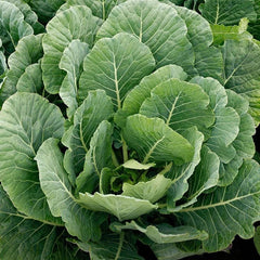 Georgia Southern Collard Greens Seeds - Heirloom Vegetable Seeds for 2025 Planting - Brassica oleracea