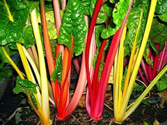 Swiss Chard Seeds - 2K Bulk Northern Lights Mix - Heirloom, Intense Colors - Beta vulgaris subsp. cicla