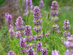 Lemon Mint Seeds - 100 Non-GMO Heirloom Garden Seeds for Herbs - Hummingbird Attraction - Mentha × piperita