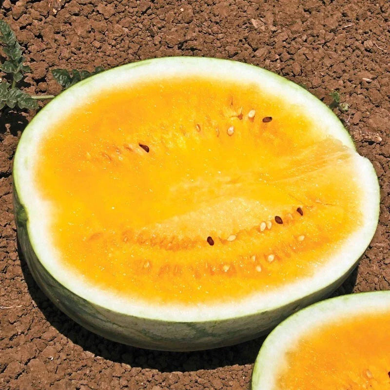 Orange Krush Watermelon Seeds - 25 Heirloom Non-GMO Fresh Seeds - Rare Variety - Citrullus lanatus