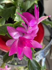 Holiday Pink Cactus Succulent 3-4” Starter Plant - Schlumbergera spp.