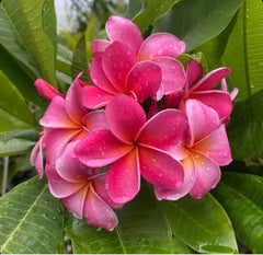 Rooted Plumeria Plant Cutting - 12" Pink - Frangipani (Plumeria) with 1 Tip
