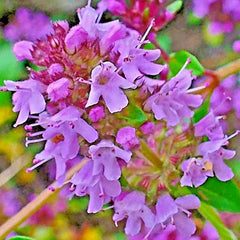 Creeping Thyme Seeds 200 Count Purple Groundcover Lawn Herb Drought Tolerant Perennial (Thymus serpyllum) US