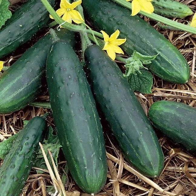 Space Master Cucumber Seeds - 50+ Heirloom Non-GMO Organic Seeds - Cucumis sativus - USA Free Shipping