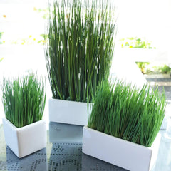 Premium Organic Cat Grass Seeds - 2000+ Count, 98% Germination Rate, Fast Germination within 3 Days - (Avena sativa)
