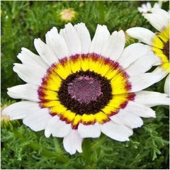 Chrysanthemum Tri-Color Painted Daisy Seeds - 201+ Seeds for Garden & Patio Containers - Annual Plant