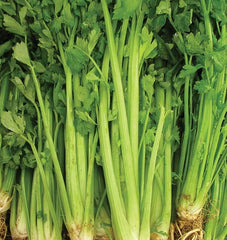Celery Seeds - 2000+ Non-GMO Tall Utah Variety - Vegetable Garden - USA Seller - Free Shipping
