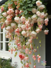 25+ Peach Weeping Begonia Seeds for Garden Planting - Begonia x tuberhybrida - USA Grown, Free Shipping