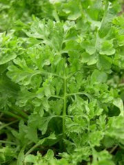 Curled Garden Cress Seeds - 3000 Non-GMO Heirloom Seeds | Lepidium sativum | USA Seller