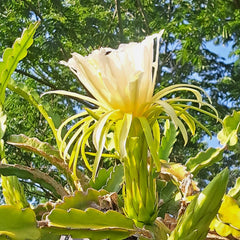 Dragon Fruit Rooted Cuttings - 6" Mystery Varieties - Hylocereus spp. - Live Plant for Home Garden or Indoor Growing