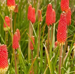 Red Hot Poker Seeds 30+ Kniphofia uvaria Torch Lily Perennial Flower Garden