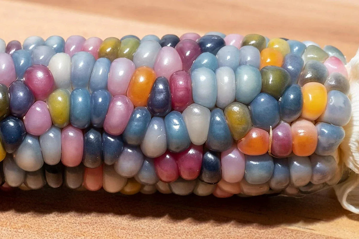 Glass Gem Indian Corn Seeds - 75 Count - Vibrant, Translucent Variety - Zea mays 'Glass Gem'